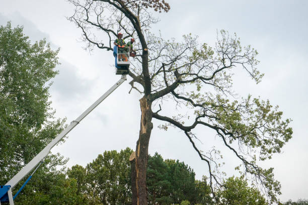 The Steps Involved in Our Tree Care Process in Windy Hills, KY